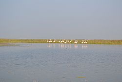 Nal sarovar birds 5.jpg