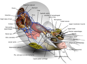 Nautilus diagram-en
