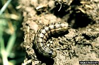 Nephelodes minians larva