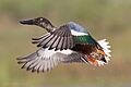 Northern Shoveler by Dan Pancamo