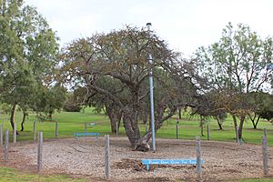 Old Mulberry Tree, Reeves Point, Kangaroo Island.jpg