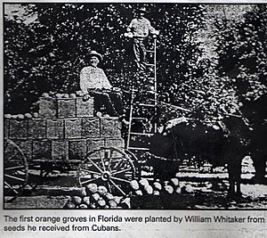 Orange groves438
