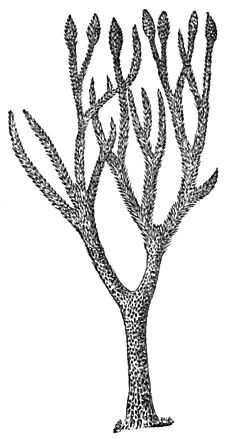 PSM V18 D630 Restoration of a lepidodendron