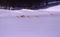 Pack of coyotes on snow