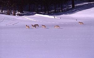 Pack of coyotes on snow