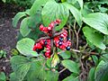 Paeonia wittmanniana Fruits BOGA