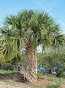 Palm tree CANA