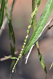 Parsonsia eucalyptophylla DSC 1184 (15412155571)