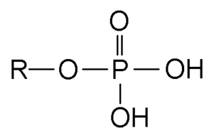 Phosphate Group