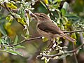Phylloscopus canariensis -Drago, Gran Canaria, Canary Islands, Spain-8 (1)