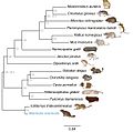 Phylogenetic Tree of Rodentia