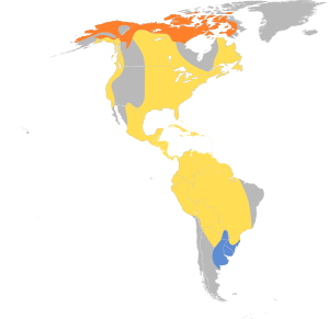 Pluvialis dominica map.svg