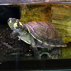 Podocnemis unifilis (Yellow spotted river turtle)