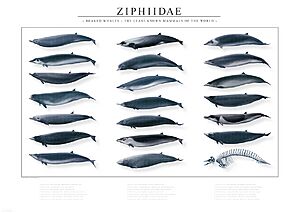 Poster beaked whales