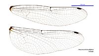 Pseudocordulia elliptica female wings (34219255114)