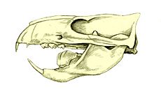 Ptilodus skull BW cropped