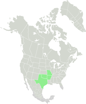 Range of Senecio ampullaceus-Current.svg