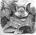Rhinolophus ferumequinum ras