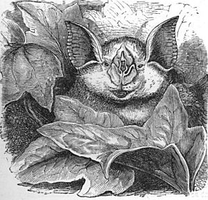 Rhinolophus ferumequinum ras