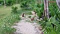 Roatan Island Agouti - Dasyprocta ruatanica