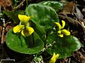 Round-leaf Yellow Violet (4506716756)