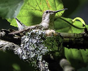 Ruby-throated hummingbird on nest 01