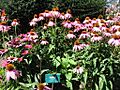 Rudbeckia purpurea
