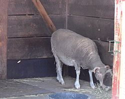Santa Cruz sheep, Roger Williams Park Zoo
