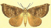 Kona giant looper moth