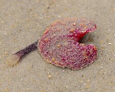 Sea Pansy - Flickr - Andrea Westmoreland (1)