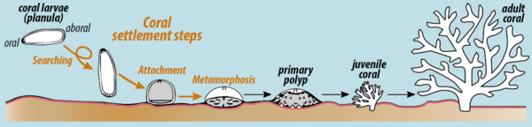 Settlement and early life stages of scleractinian corals