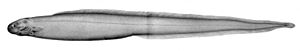 Simenchelys parasitica1.jpg