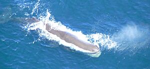 Sperm whale 12