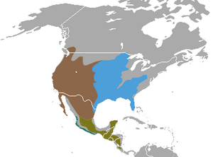 Spotted Skunk areas.png