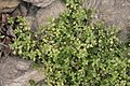 Stellaria pallida (Bleiche Vogel-Sternmiere) IMG 33949