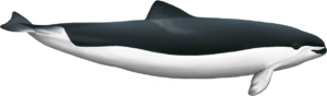 Subadult female spectacled porpoise.png
