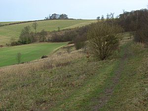 Swyncombe Downs - geograph.org.uk - 677181.jpg