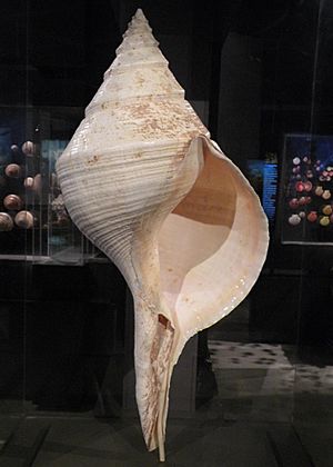 Syrinx aruanus shell