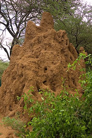 Termite mound-Tanzania