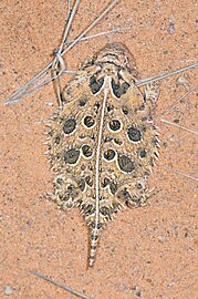 Texas Horned Lizard, Truth or Consequences, NM, USA imported from iNaturalist photo 178060829 (rotated)
