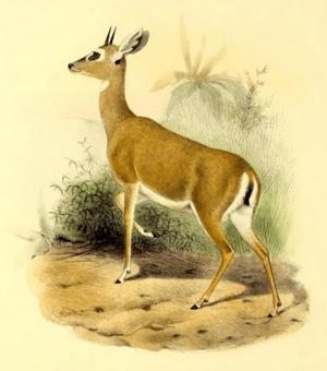The book of antelopes (1894) Ourebia nigricaudata