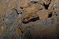 Tri colored bat pipistrellus subflavus hibernating in an abandoned limestone mine.jpg