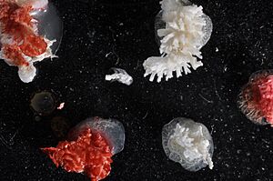 Tubulipora flabellaris (YPM IZ 088038).jpeg