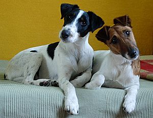 Two Fox Terriers