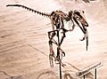Utah Museum dromaeosaurid