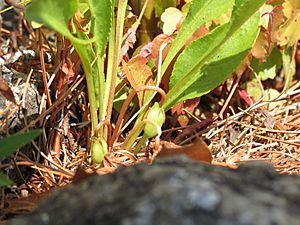 Viola lanceolata 10531214