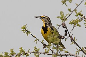 Western Meadowlark Cosumnes River Preserve Lodi CA 2017-04-05 12-57-17 (33515991440).jpg
