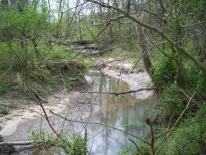 Wooded creek