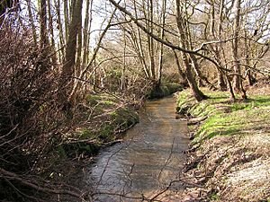 Woods and Stream - geograph.org.uk - 155178