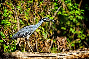 Yellow Crowned Night Heron coloration